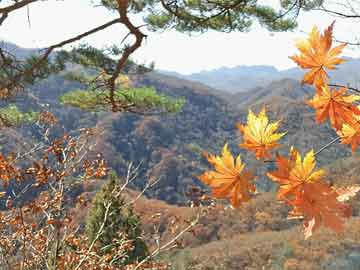 od体育app下载地址-鹿岛鹿角冲击冠军，锋线磨合进入关键期